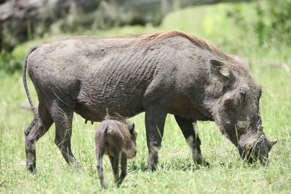 Guziec dzikich świń ssak niebezpiecznych Afryki jacktt Kenia — Zdjęcie stockowe