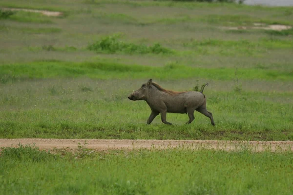 Wildwarzenschwein gefährliches Säugetier Afrika Savanne Kenia — Stockfoto