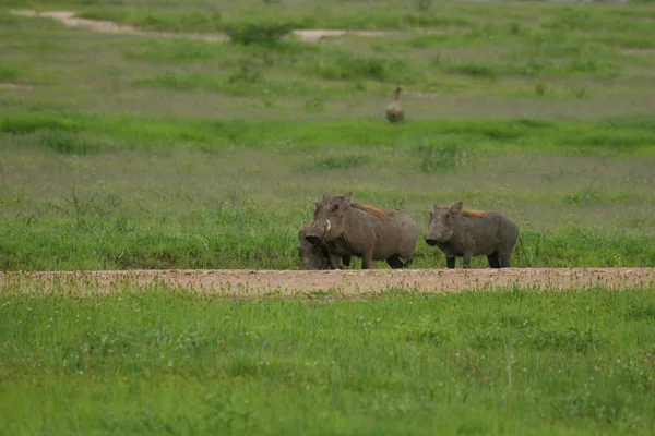 Wild warthog varken gevaarlijke zoogdier Afrika savanne Kenia — Stockfoto