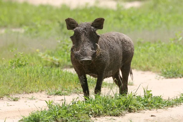 Guziec dzikich świń ssak niebezpiecznych Afryki jacktt Kenia — Zdjęcie stockowe