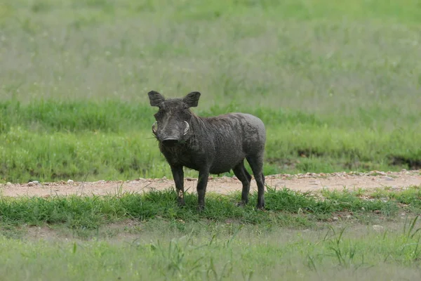 野生疣猪危险哺乳动物非洲大草原肯尼亚 — 图库照片