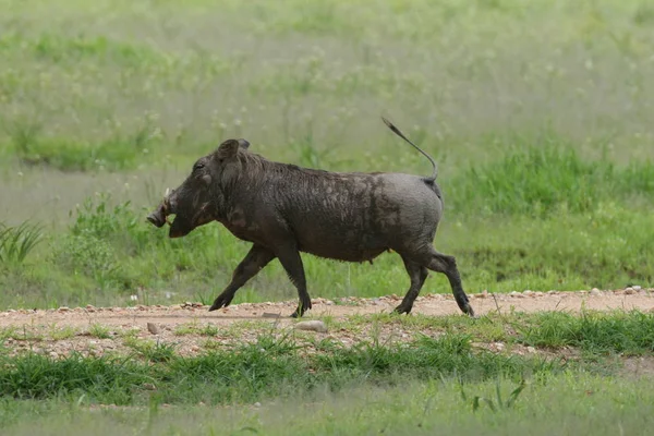 Guziec dzikich świń ssak niebezpiecznych Afryki jacktt Kenia — Zdjęcie stockowe