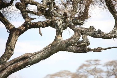 Leopar Kenya Afrika Vahşi hayvan kedi memelisi