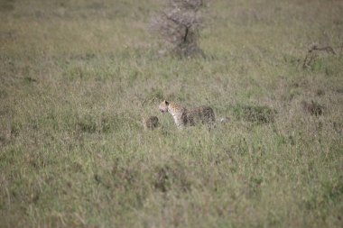 Leopar Kenya Afrika Vahşi hayvan kedi memelisi