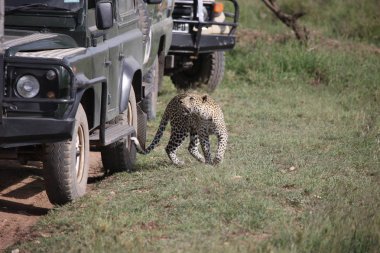 Leopar Kenya Afrika Vahşi hayvan kedi memelisi