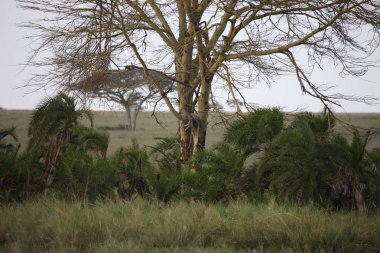 Leopar Kenya Afrika Vahşi hayvan kedi memelisi
