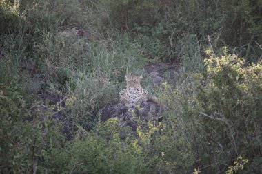 Leopar Kenya Afrika Vahşi hayvan kedi memelisi