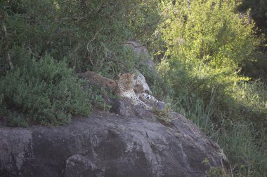 Leopar Kenya Afrika Vahşi hayvan kedi memelisi