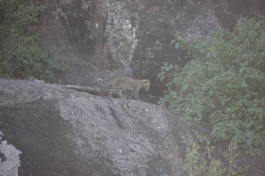 Leopar Kenya Afrika Vahşi hayvan kedi memelisi