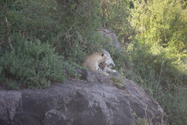 Leopar Kenya Afrika Vahşi hayvan kedi memelisi
