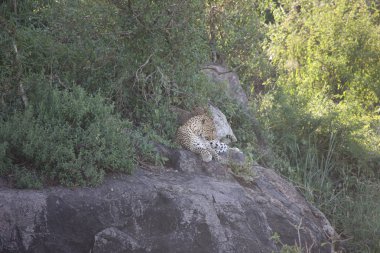 Leopar Kenya Afrika Vahşi hayvan kedi memelisi