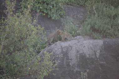 Leopar Kenya Afrika Vahşi hayvan kedi memelisi