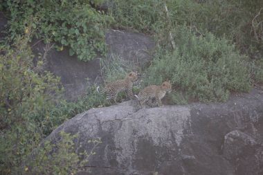 Leopar Kenya Afrika Vahşi hayvan kedi memelisi