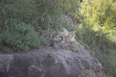 Leopar Kenya Afrika Vahşi hayvan kedi memelisi