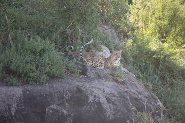 Leopar Kenya Afrika Vahşi hayvan kedi memelisi