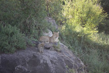 Leopar Kenya Afrika Vahşi hayvan kedi memelisi