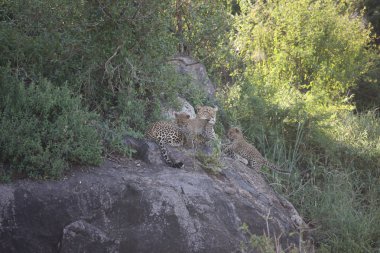 Leopar Kenya Afrika Vahşi hayvan kedi memelisi