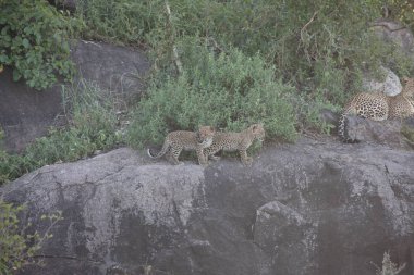 Leopar Kenya Afrika Vahşi hayvan kedi memelisi