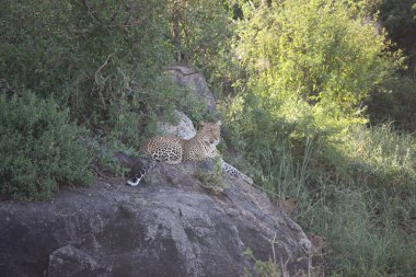 Leopar Kenya Afrika Vahşi hayvan kedi memelisi