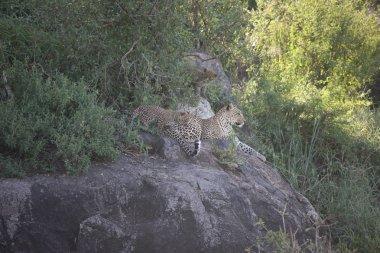 Leopar Kenya Afrika Vahşi hayvan kedi memelisi