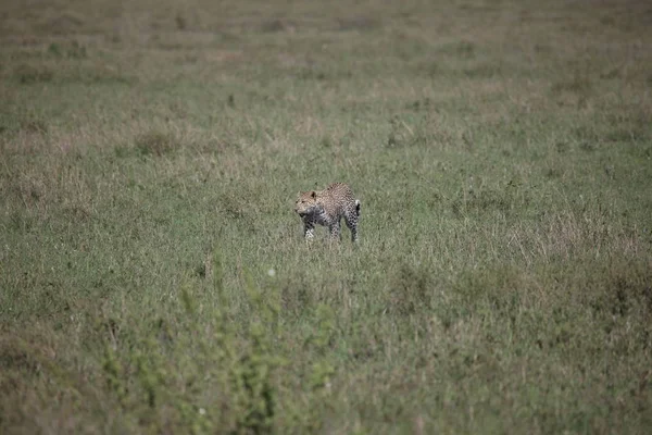 Leopar Kenya Afrika Vahşi hayvan kedi memelisi — Stok fotoğraf