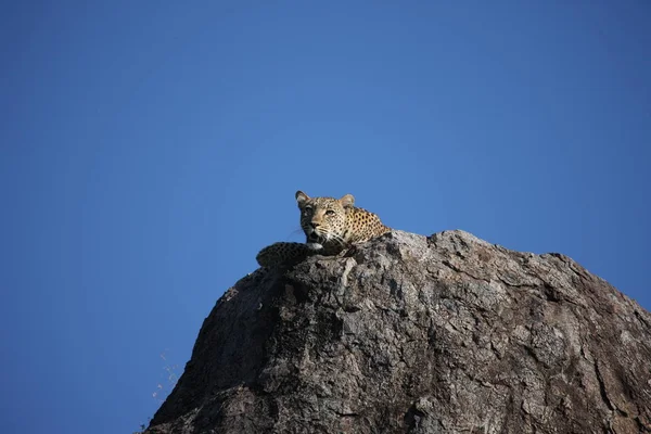 Lampart Kenia Afryka sawanna dziki zwierzę kot ssak — Zdjęcie stockowe