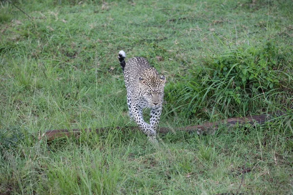 Leopard Kenya Africa savannah animal salvaje gato mamífero —  Fotos de Stock