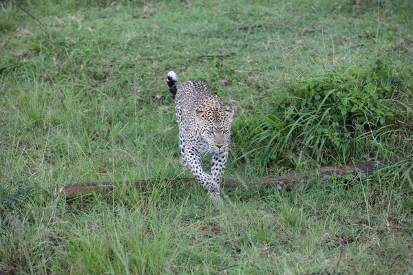 Leopar Kenya Afrika Vahşi hayvan kedi memelisi — Stok fotoğraf