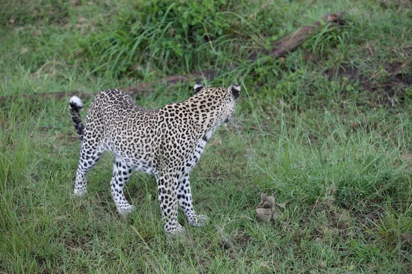 Leopardo Quênia África savana animal selvagem gato mamífero — Fotografia de Stock