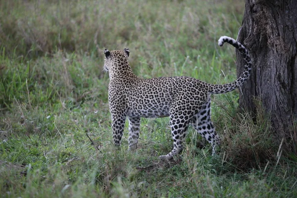 Leopardo Quênia África savana animal selvagem gato mamífero — Fotografia de Stock