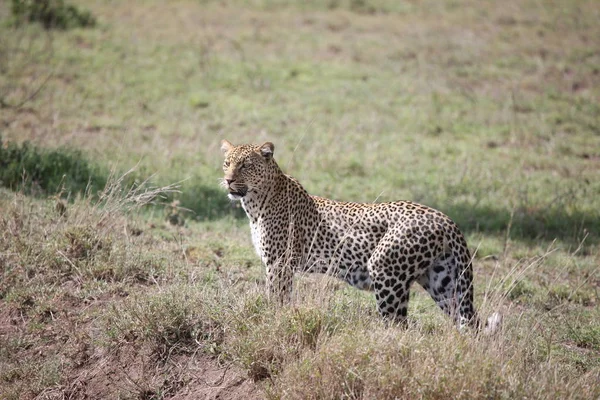 Leopárd Kenya Afrika szavannah vadon élő állat macska emlős — Stock Fotó