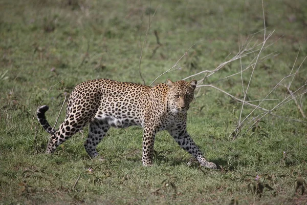 Leopárd Kenya Afrika szavannah vadon élő állat macska emlős — Stock Fotó