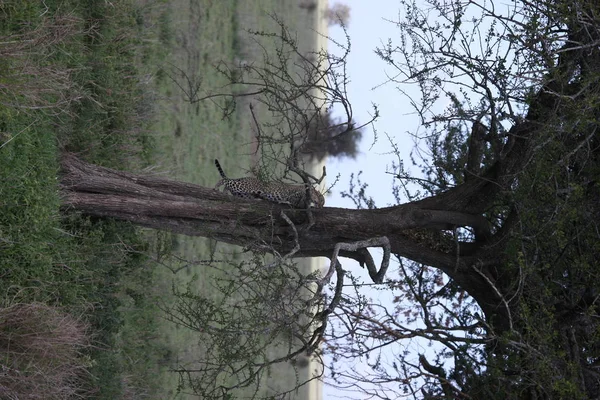 Leopar Kenya Afrika Vahşi hayvan kedi memelisi — Stok fotoğraf