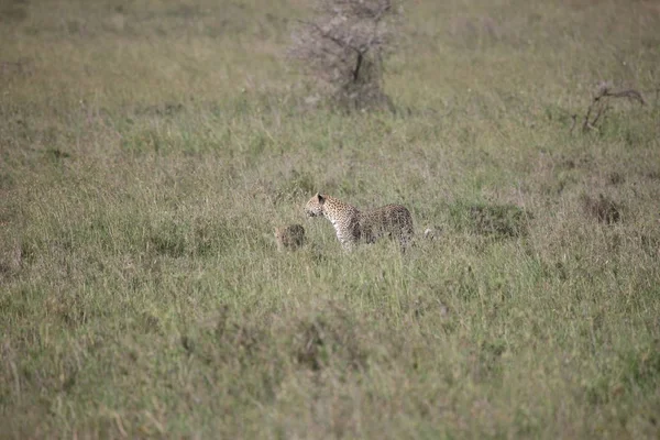 Leopar Kenya Afrika Vahşi hayvan kedi memelisi