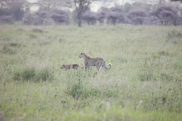Leopard Keňa Afrika savana divoké zvíře kočka savec — Stock fotografie