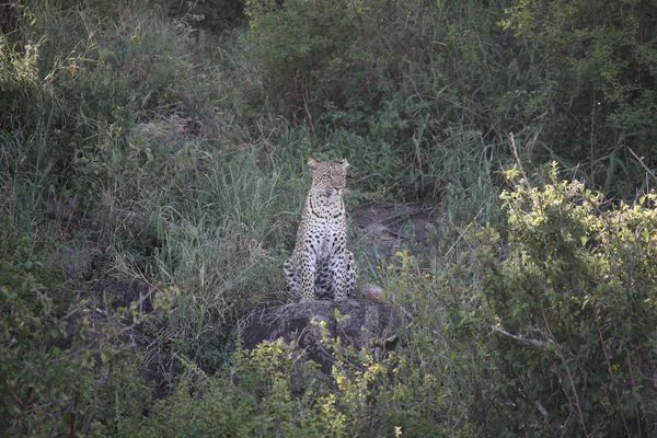 Leopar Kenya Afrika Vahşi hayvan kedi memelisi — Stok fotoğraf