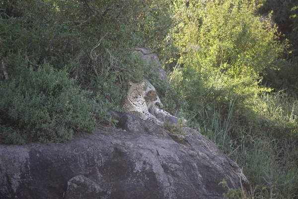 Leopar Kenya Afrika Vahşi hayvan kedi memelisi
