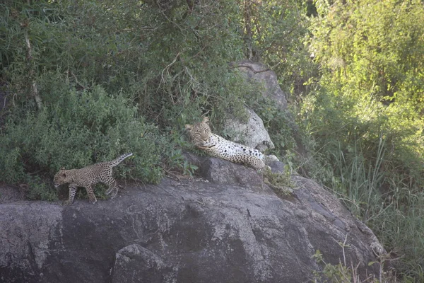 Leopard Kenya Africa savannah wild animal cat mammal — Stock Photo, Image