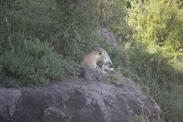 Леопард Кения Африка саванна дикое животное млекопитающее кошки — стоковое фото