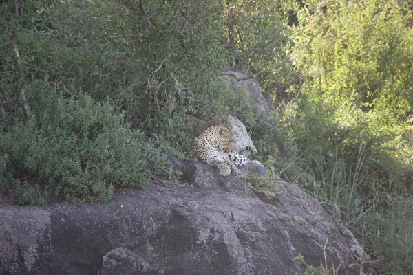 Leopar Kenya Afrika Vahşi hayvan kedi memelisi