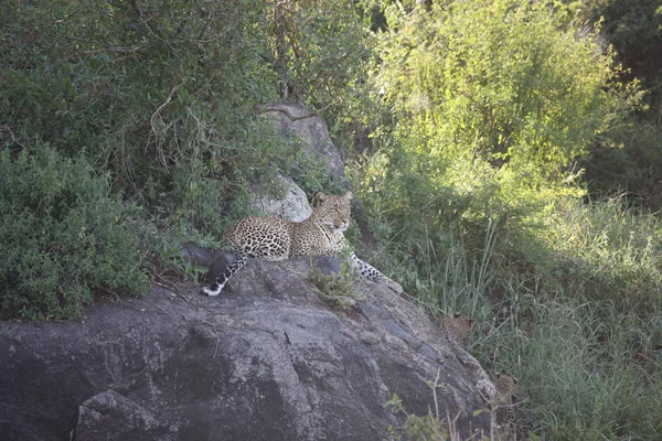 Léopard Kenya Afrique savane animal sauvage chat mammifère — Photo