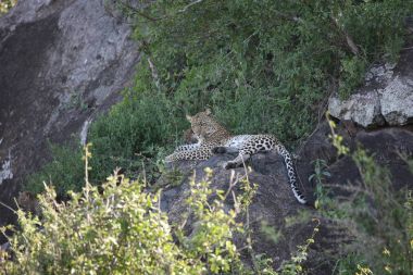 Leopar Kenya Afrika Vahşi hayvan kedi memelisi