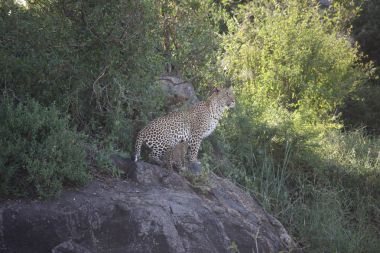 Leopar Kenya Afrika Vahşi hayvan kedi memelisi