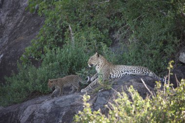 Leopar Kenya Afrika Vahşi hayvan kedi memelisi