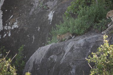 Leopar Kenya Afrika Vahşi hayvan kedi memelisi
