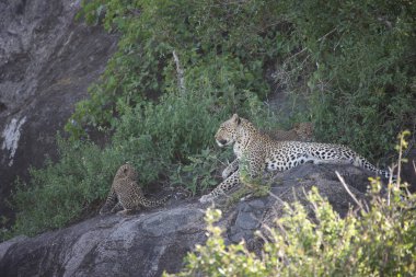 Leopar Kenya Afrika Vahşi hayvan kedi memelisi