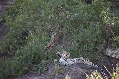 Leopar Kenya Afrika Vahşi hayvan kedi memelisi