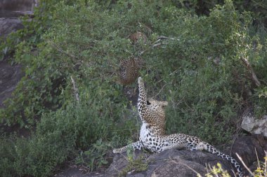 Leopar Kenya Afrika Vahşi hayvan kedi memelisi