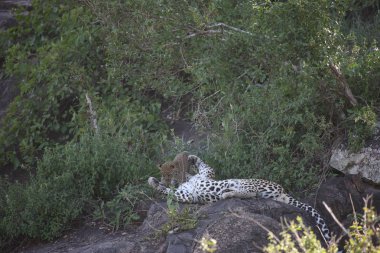 Leopar Kenya Afrika Vahşi hayvan kedi memelisi