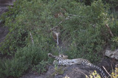 Leopar Kenya Afrika Vahşi hayvan kedi memelisi